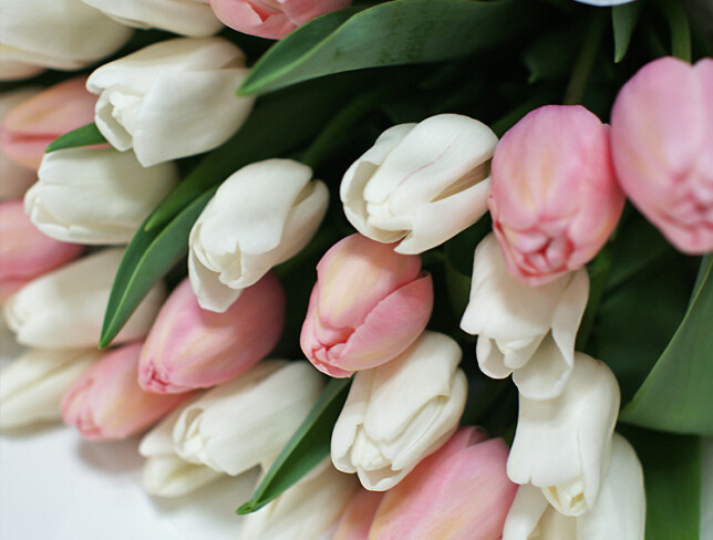 Bouquet of 35 White and Powder Pink Tulips and Foil Pink Heart-Shaped Balloons, Set of 3 photo